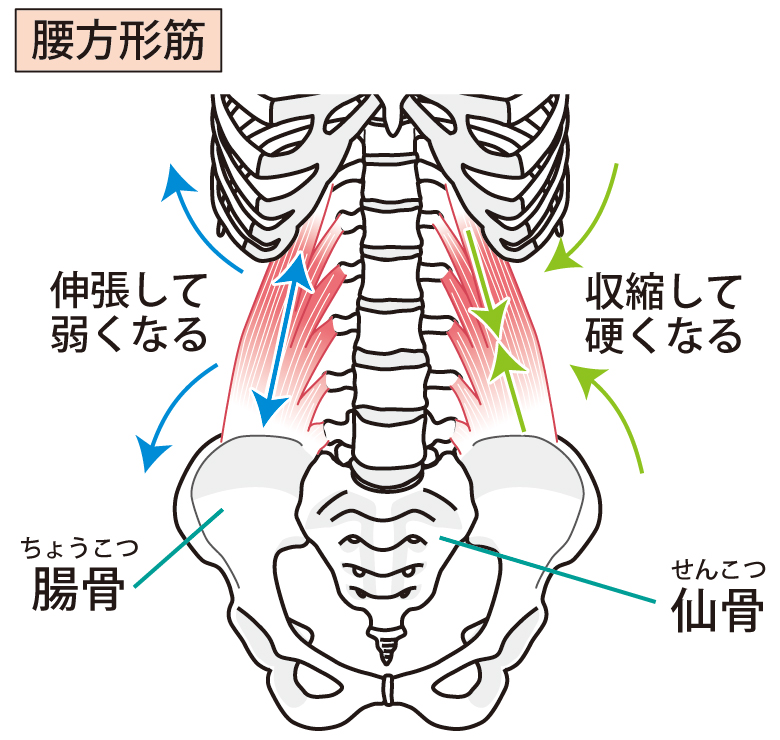 【腰が反れない・伸びない原因は?】仰向けで痛い腰痛の正体のブログ画像 代々木上原駅徒歩3分 代々木上原鍼灸院
